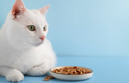 L'alimentation pour chat, quelques astuces et conseils pour nourrir votre chat du mieux possible L'alimentation pour chat, quelques astuces et conseils pour nourrir votre chat du mieux possible